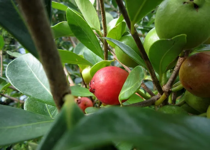 Casa Furnas (Azores)